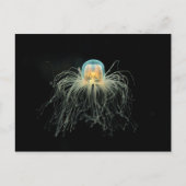 クラゲ ポストカード (正面)
