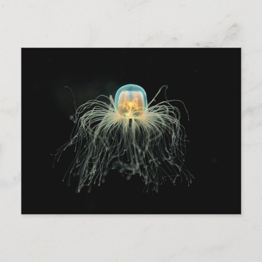 クラゲ ポストカード (正面)
