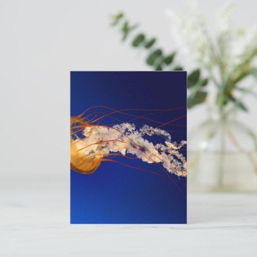 クラゲ ポストカード (スタンド正面)