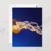 クラゲ ポストカード (正面/裏面)