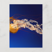 クラゲ ポストカード (正面)