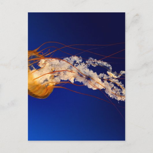 クラゲ ポストカード (正面)