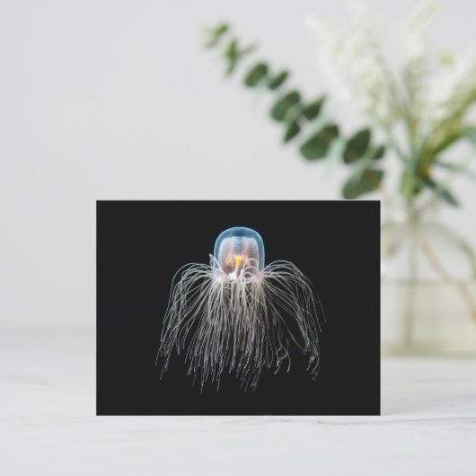 クラゲ ポストカード (スタンド正面)