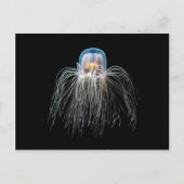 クラゲ ポストカード (正面)