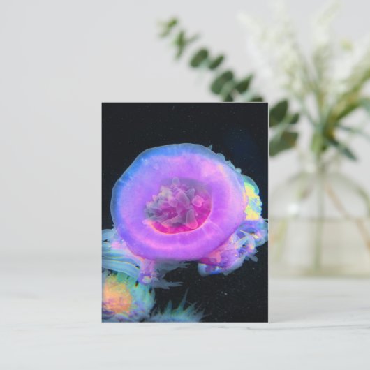 クラゲ ポストカード (スタンド正面)