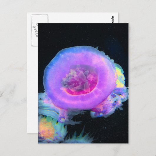 クラゲ ポストカード (正面/裏面)