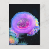 クラゲ ポストカード (正面)