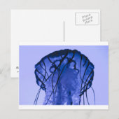 クラゲ（青） ポストカード (正面/裏面)