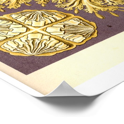 クラゲ – Discomedusae - Ernst Haeckel ポスター (角)