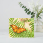 クラシエ蝶 ポストカード (スタンド正面)