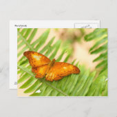 クラシエ蝶 ポストカード (正面/裏面)