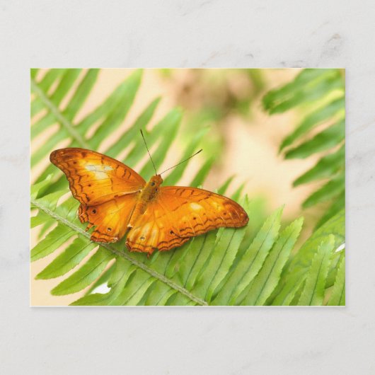 クラシエ蝶 ポストカード (正面)
