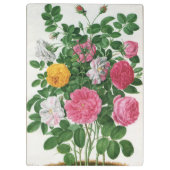 クラシカルな花の開花 春の庭のバラ クリップボード (裏面)