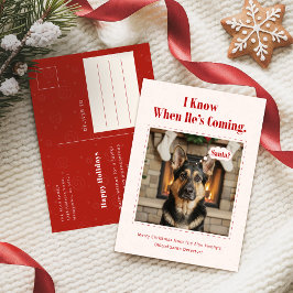 クラシックで遊び心のある楽しい犬のペット写真クリスマス シーズンポストカード