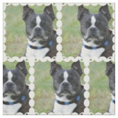 クラシックなボストンテリア犬 ファブリック (見本)