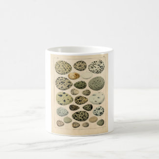 クラシックな動物学のエッチング-鳥の卵 コーヒーマグカップ