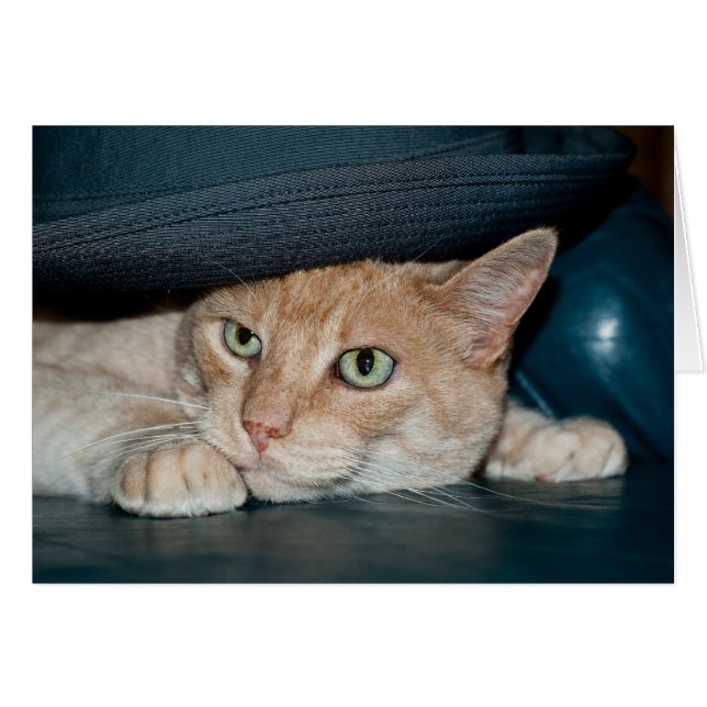 クラシックのクールな猫 (正面横)