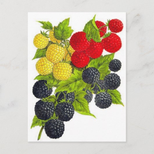 クラシックはがき ポストカード (正面)