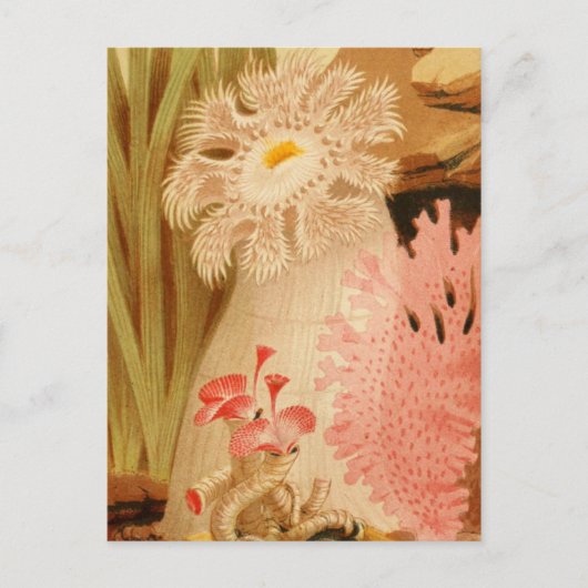 クラシックはがき ポストカード (正面)