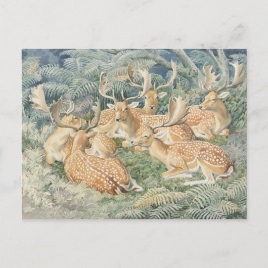 クラシックはがき ポストカード (正面)