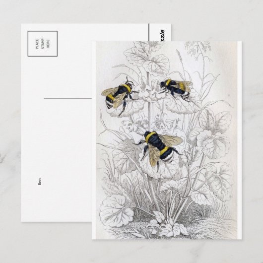 クラシックはがき ポストカード (正面/裏面)