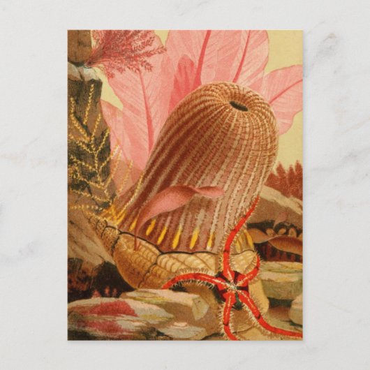 クラシックはがき ポストカード (正面)