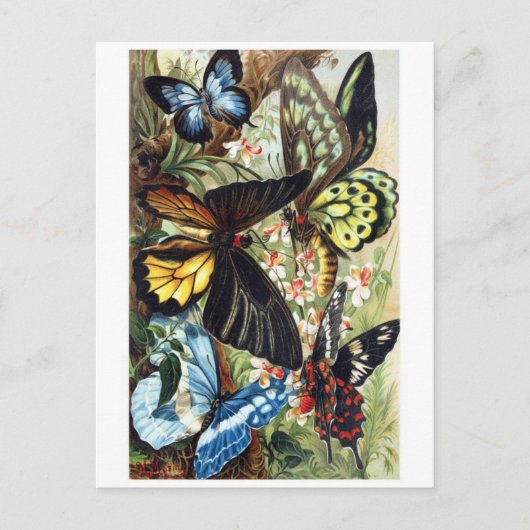 クラシックはがき ポストカード (正面)