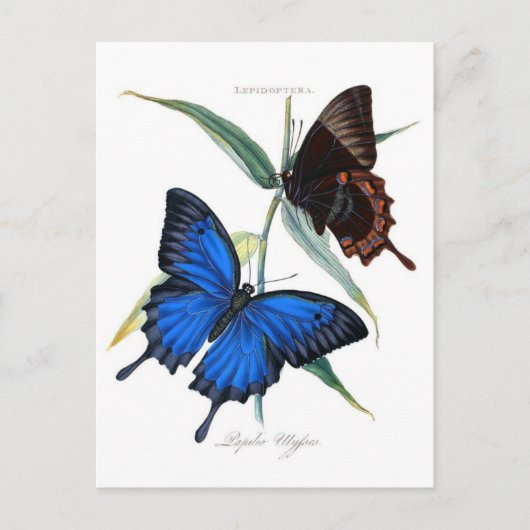 クラシックはがき ポストカード (正面)