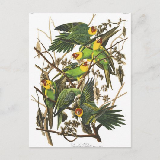 クラシックはがき ポストカード (正面)