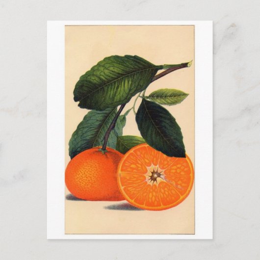 クラシックはがき ポストカード (正面)