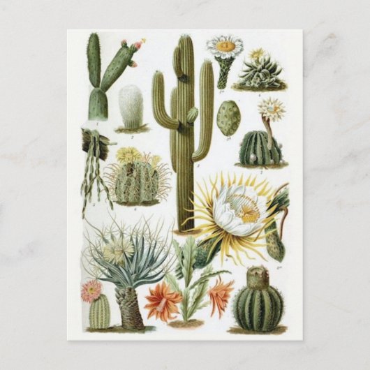 クラシックはがき ポストカード (正面)