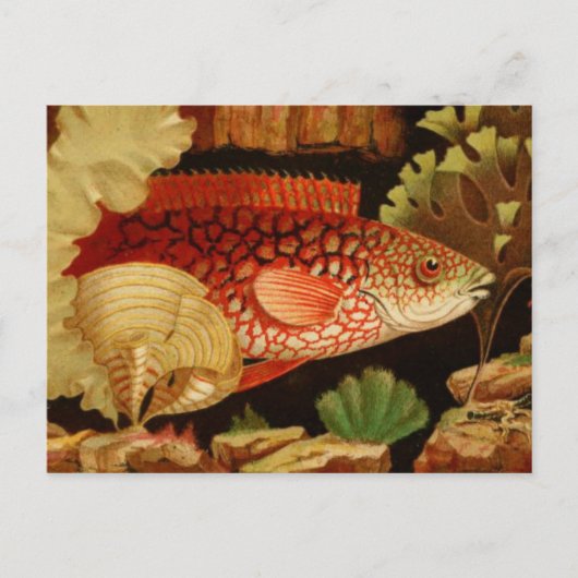 クラシックはがき ポストカード (正面)