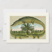 クラシックアリゲーターの動き発表 (正面)