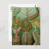 クラシックイラストレーションはがき ポストカード (正面/裏面)