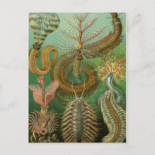 クラシックイラストレーションはがき ポストカード (正面)