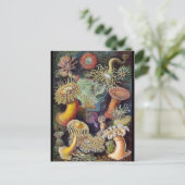 クラシックイラストレーションはがき ポストカード (スタンド正面)