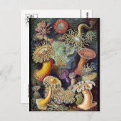 クラシックイラストレーションはがき ポストカード (正面/裏面)