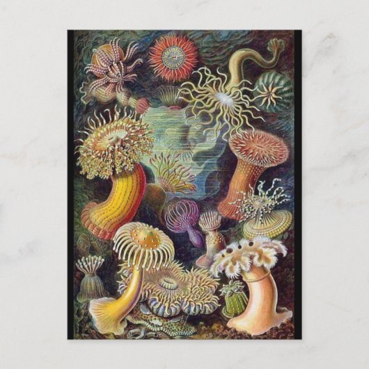 クラシックイラストレーションはがき ポストカード (正面)