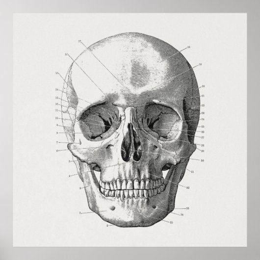 クラシックスカル図イラストレーション ポスター (正面)