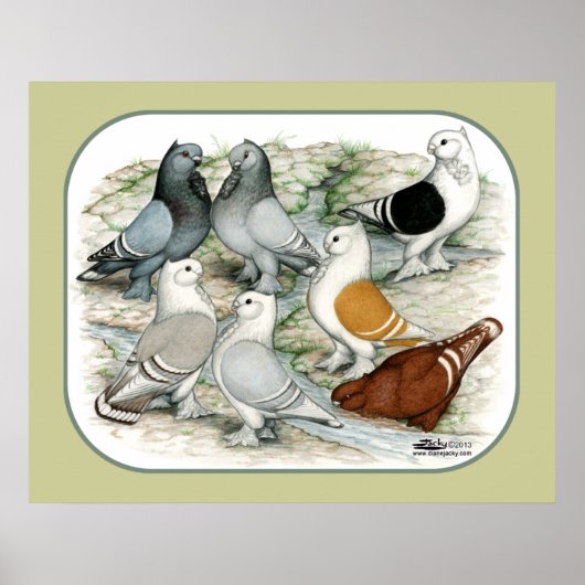 クラシックフリルの野鳩 ポスター (正面)