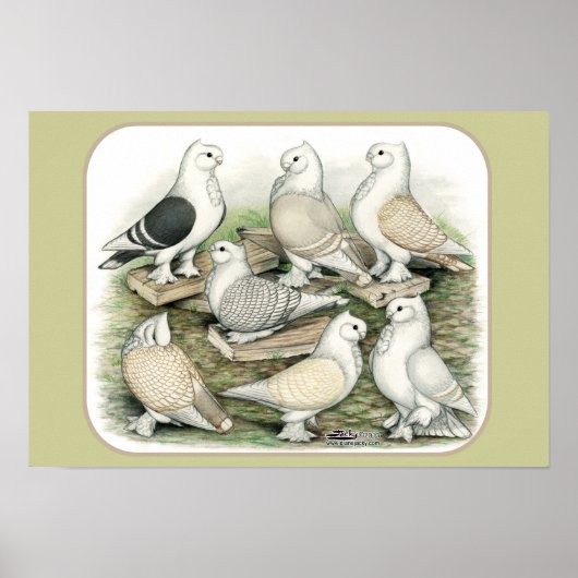 クラシックフリルピジョンズサティネット ポスター (正面)