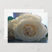 「クラシックホワイト」シリー空白のズ葉書 ポストカード (正面/裏面)