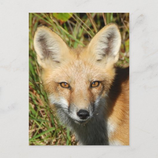 クラシック写真はがき ポストカード (正面)