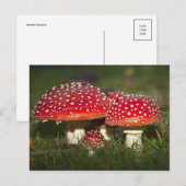 クラシック写真はがき ポストカード (正面/裏面)