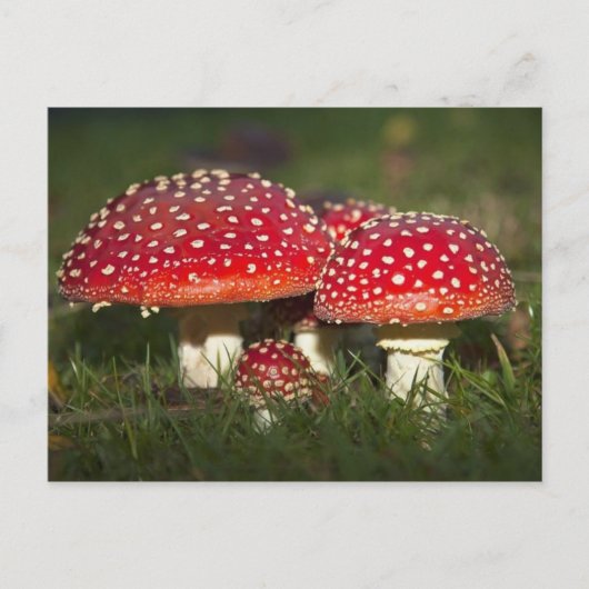 クラシック写真はがき ポストカード (正面)