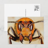 クラシック写真はがき ポストカード (正面/裏面)