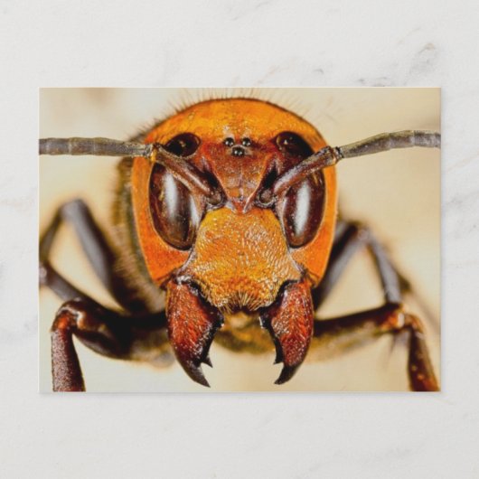 クラシック写真はがき ポストカード (正面)