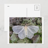 クラシック写真はがき ポストカード (正面/裏面)