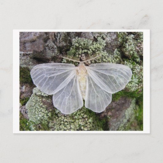 クラシック写真はがき ポストカード (正面)