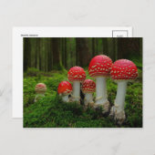 クラシック写真はがき ポストカード (正面/裏面)